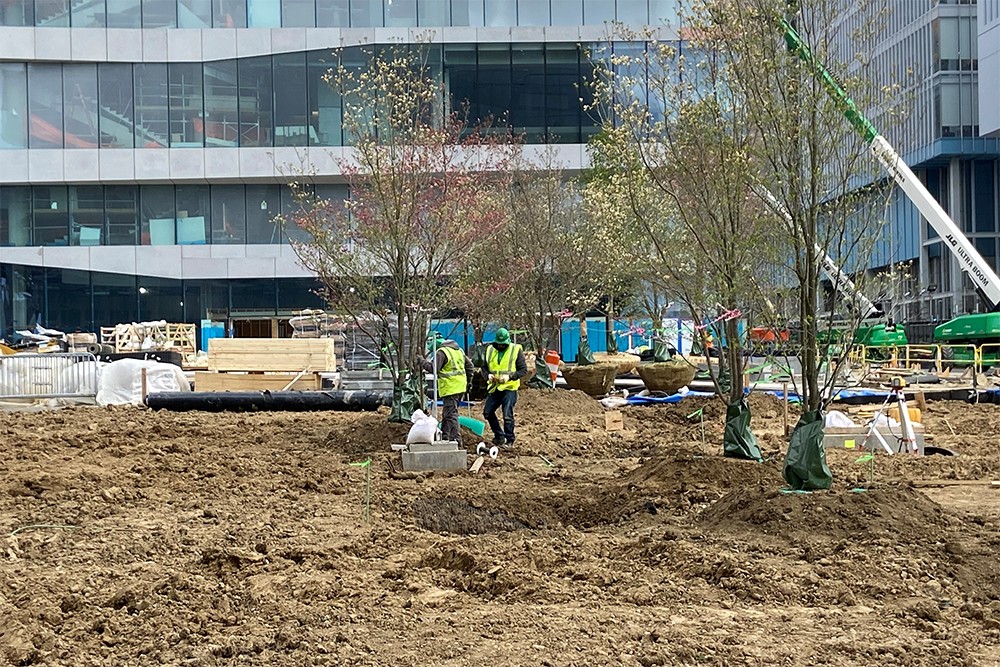 New trees planted at The Square at the Manhattanville campus with a new Columbia Business School building in the background.  