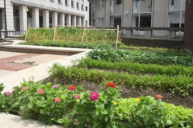 A garden at the plot behind Chandler Extension